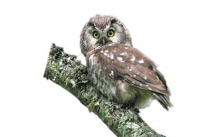 FESTIVALDUFILMVERT.CH