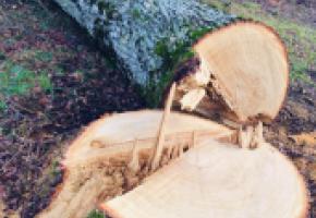 Selon le site PilierPublic, les avis ou dérogations pour abatage d’arbres ont augmenté de 16% entre septembre 2019 et septembre 2020. DR