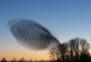 123RF/A.G.D. BEUKHOF 