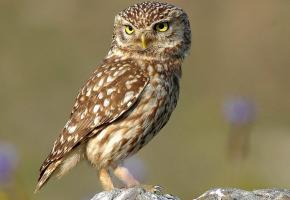 La chevêche d’Athéna symbolise aussi la réussite des projets de conservation de la faune. DR