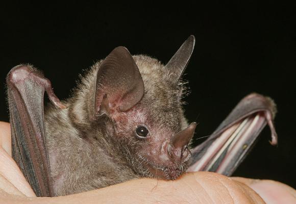 Daniel Neal - Flickr