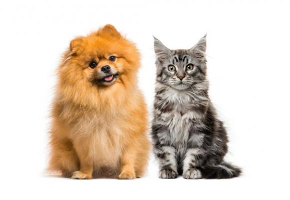 Nos compagnons à quatre pattes joueront les vedettes.123RF/ISSELEE