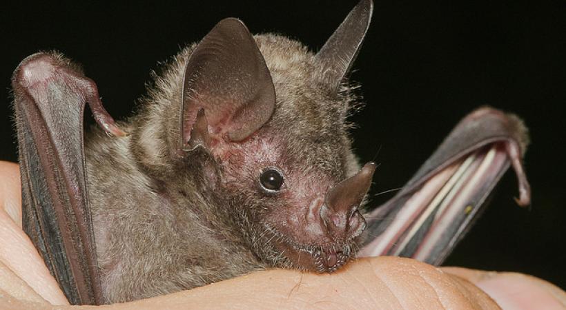 Daniel Neal - Flickr