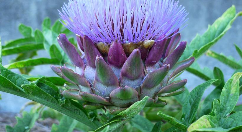 Aujourd'hui, on trouve parfois l'artichaut violet sur nos marchés. artichauts.ch