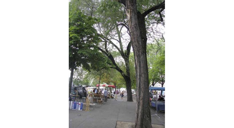 «Sauver les arbres de la plaine de Plainpalais»
