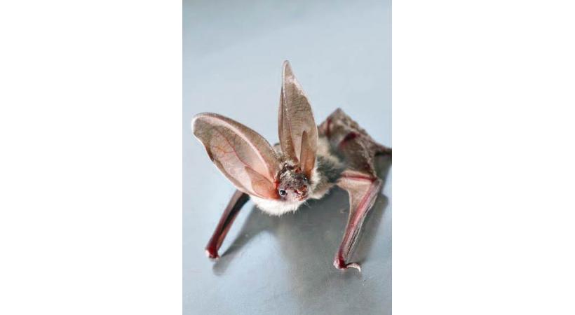 Rencontre avec les chauves-souris