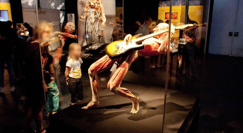 L’exposition révèle les secrets de notre anatomie, de la naissance à la mort. DR