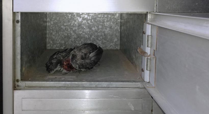 Horrible découverte pour une locataire de Plainpalais. DR 