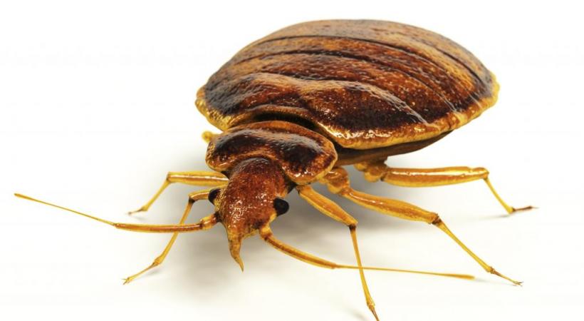 Inquiétante invasion de punaises de lit 