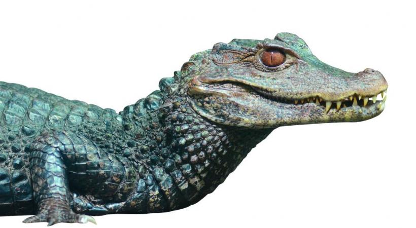 Redoutables prédateurs