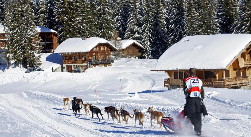 Un territoire idéal pour les chiens d’attelage. DR