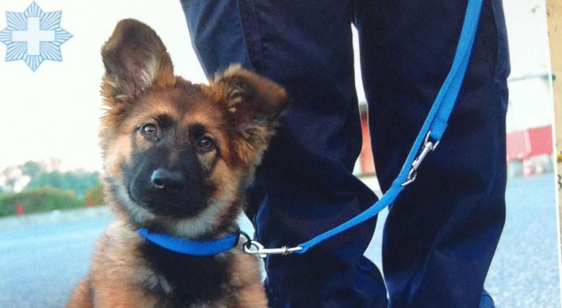 Daïka, la mascotte du Corps des gardes-frontière