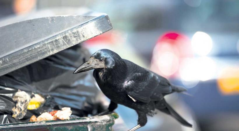 Les rats et les corneilles empoisonnent le quotidien des Genevois. Le Service cantonal de la faune estime que les poubelles se transforment en garde-manger. La Voirie les blinde.