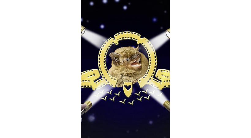 Nuit des chauves-souris