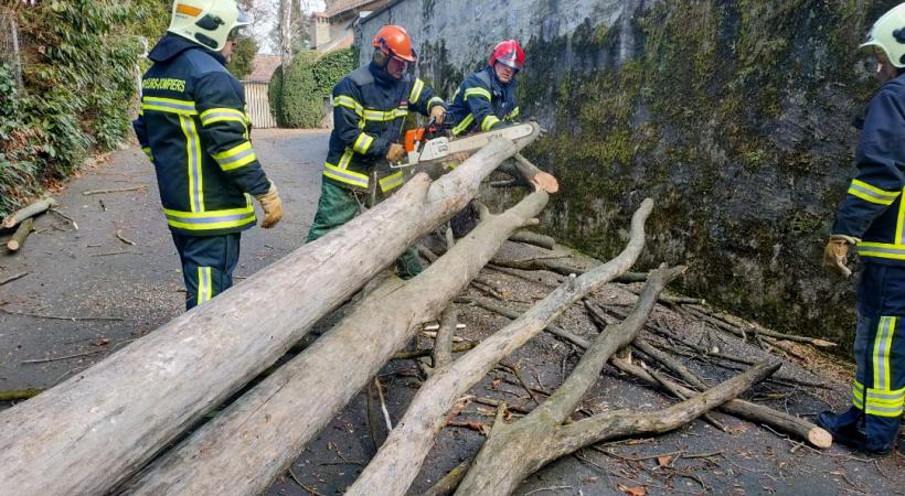 Opération de tronçonnage aux abords du parc des Eaux-Vives. MP