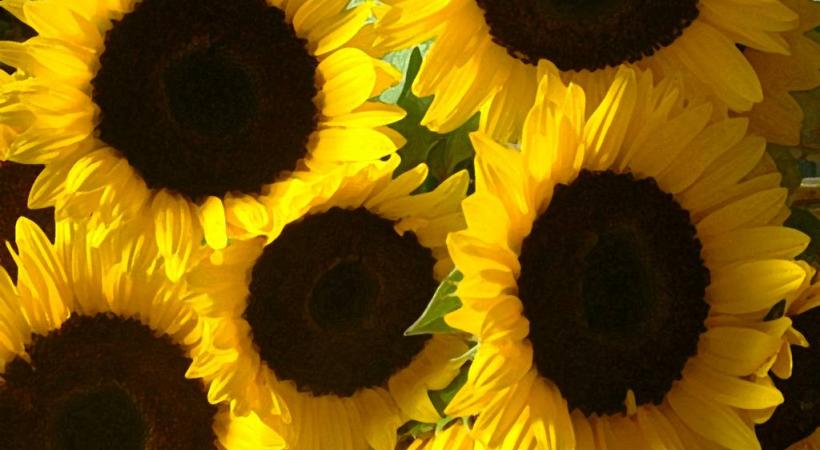 «Opération Tournesol»  en Ville de Genève