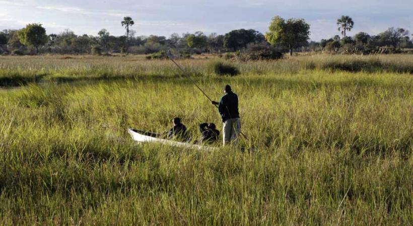 Les frêles pirogues appelées mokoro glissent entre les herbes hautes.