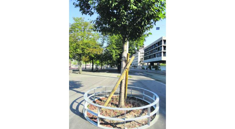 Huit arbres abattus à Plainpalais