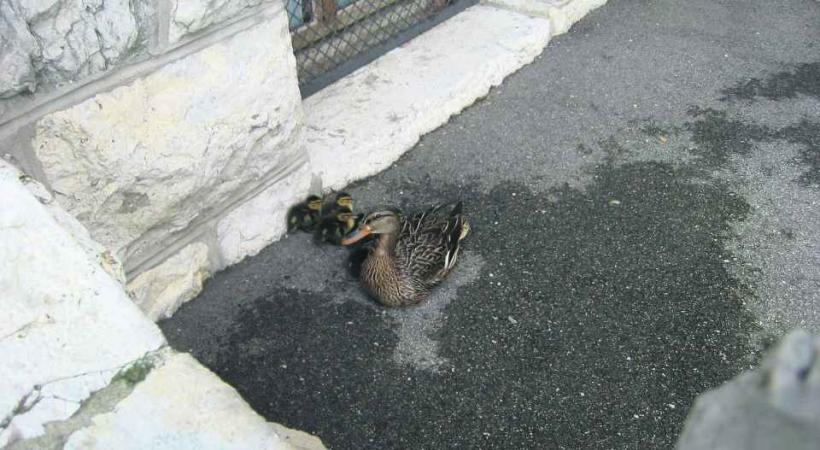 Des colverts des villes peu farouches. 