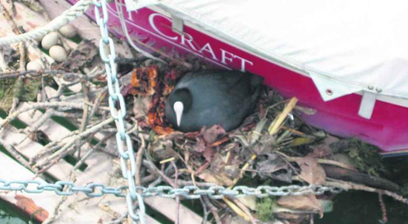 Une foulque couve à l'ombre d'une barque... 