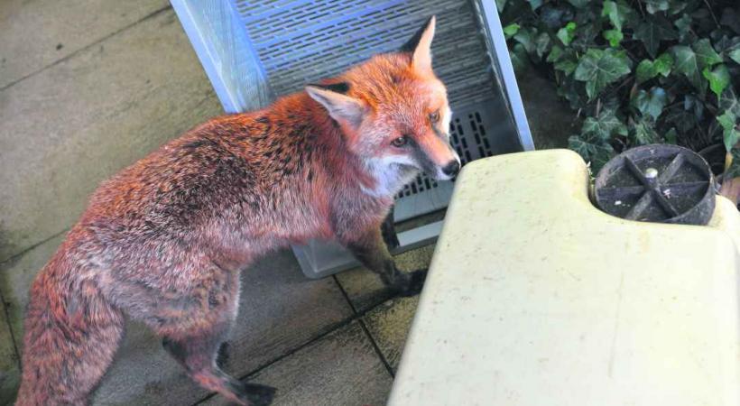 Le renard ne craind pas l'homme.