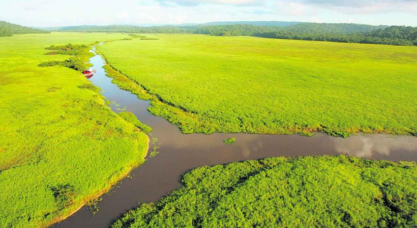 Les marais de Kaw avec le carbet flottant Ibis. 