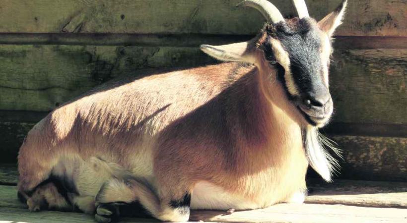 Fête du petit bétail