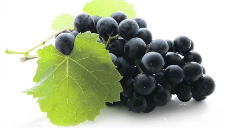 «Fête des vendanges»