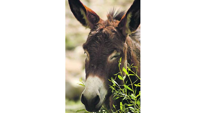 «Festival des ânes»