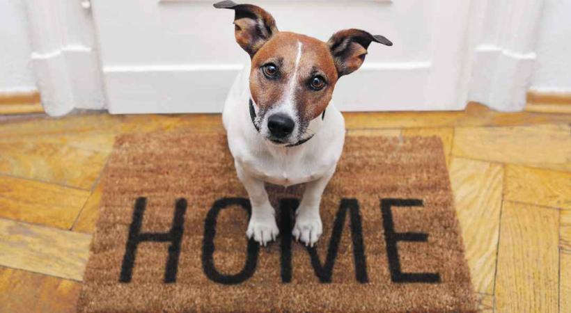 Les escrocs sont imaginatifs pour soutirer de l'argent aux propriétaires de chiens. 