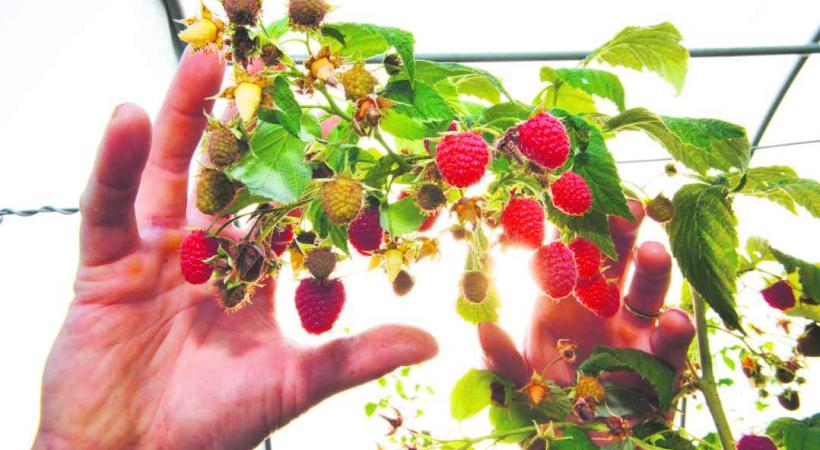 Les chapardeurs du dimanche sont particulièrment friands de petits fruits rouges. 