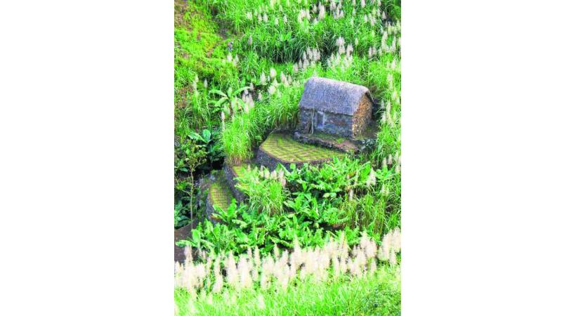 Cultures en terrasses à Santa Antão.