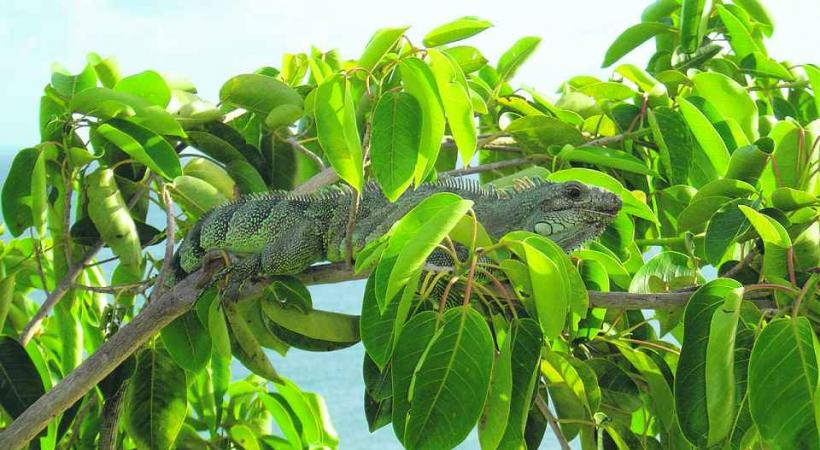 Rencontre avec un iguane.