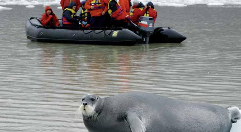 Un phoque se prélasse sur sa banquise.