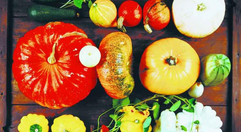 LÉGUMES D'HIVER • Elles ne font pas seulement le bonheur des enfants pour Halloween… Les cucurbitacées constituent également un aliment précieux et délicieux.