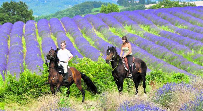 La randonnée équestre au milieu de la lavande est un véritable plaisir.