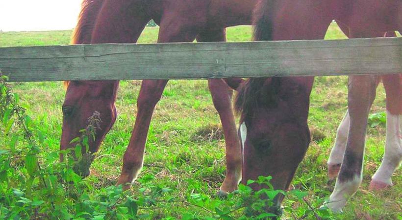 Les poneys laissent régulièrement des emprunts de sabots sur le terrain de foot voisin. 