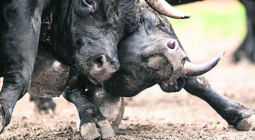 Des combats de reines animeront la plaine de Plainpalais pour la Fête du 1er Août. 