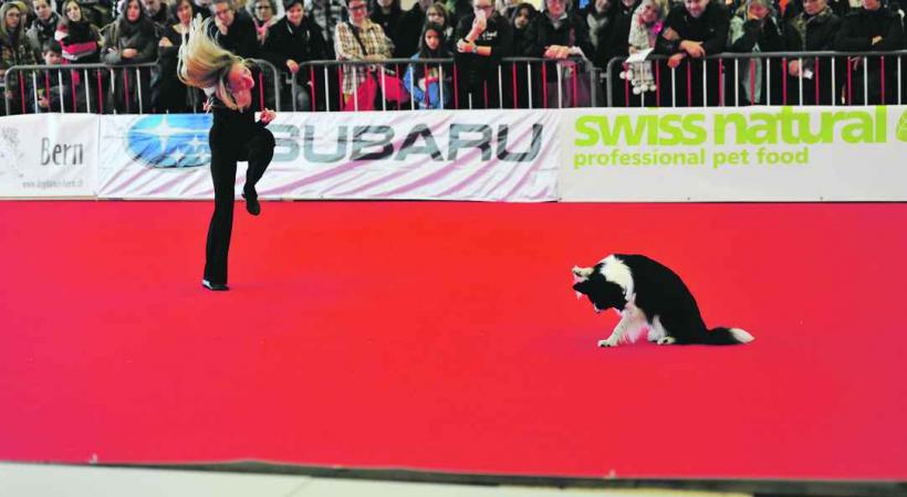 Des démonstrations de Dog Dancing sont au programme. 