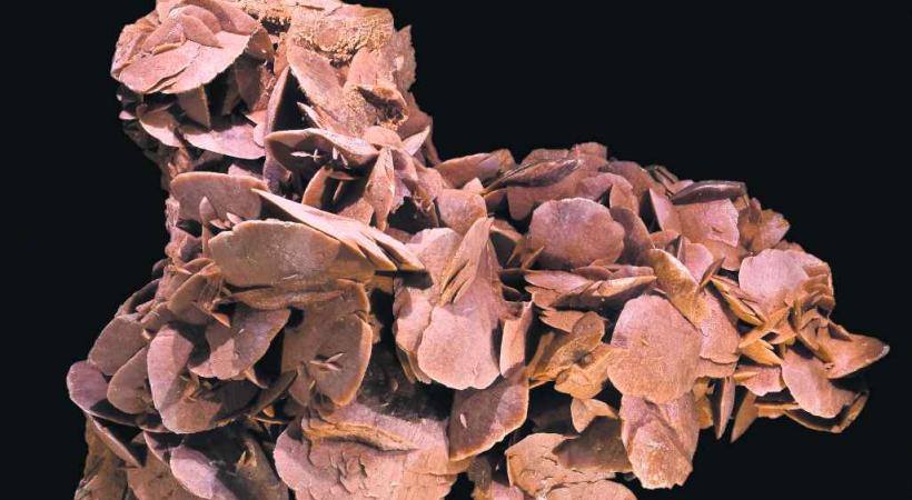 On trouve la rose des sables principalement dans le désert. 