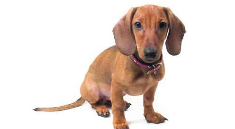 «Les amis du teckel se rencontrent»