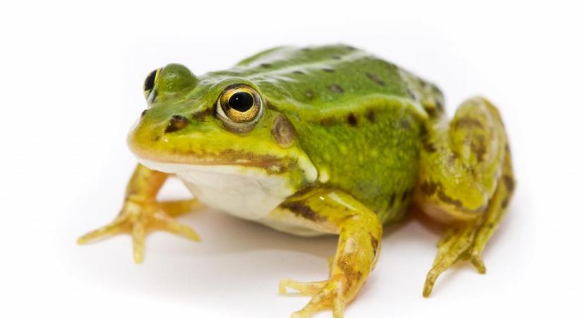 123RFALIAKSEI HINTAU 