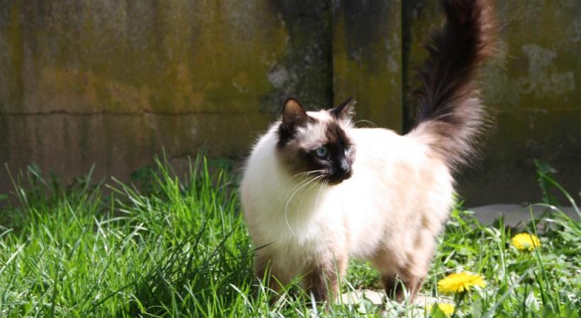 Oreo (ci-dessus), Fifi et Noisette attendent de trouver un nouveau maître. Ils sont à adopter auprès de la la Société genevoise pour la protection des animaux (SGPA). DR