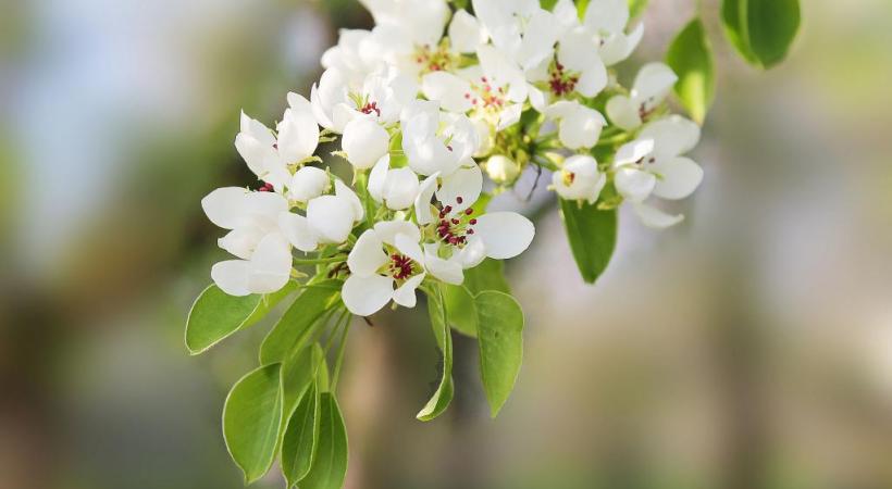 123RF/STANISLAU VYRVICH