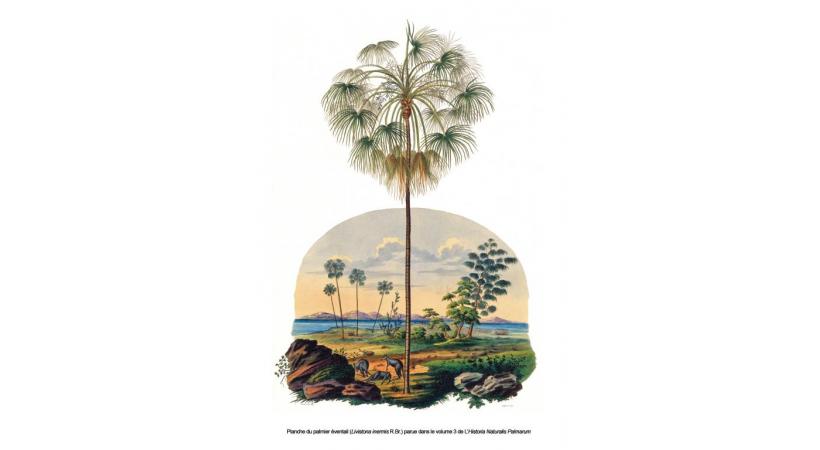 L’exposition permet de rappeler l’importance de la forêt amazonienne. DR