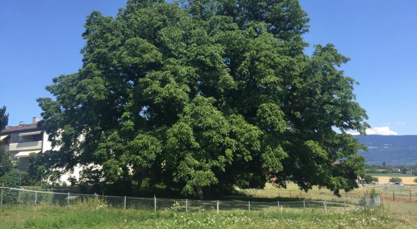 Les communes comptent aussi des arbres remarquables. Ici le noyer de Meinier, avec sa couronne de 113 mètres de diamètre. AMM