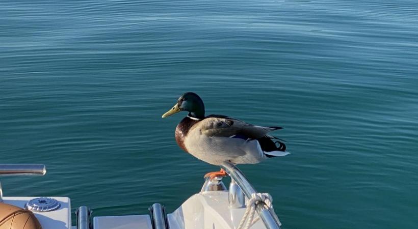 Un colvert installé sur une embarcation durant une pause. DR