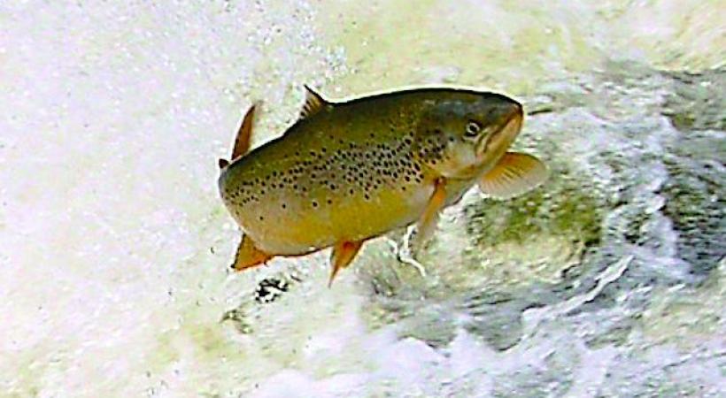 Pêcheurs et visiteurs réunis samedi 28 août  pour la Journée suisse des poissons. DR