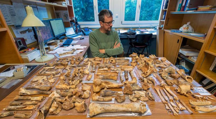 L’institution genevoise possède une impressionnante collection d’os. PHILIPPE WAGNEUR-MUSéUM GENèVE