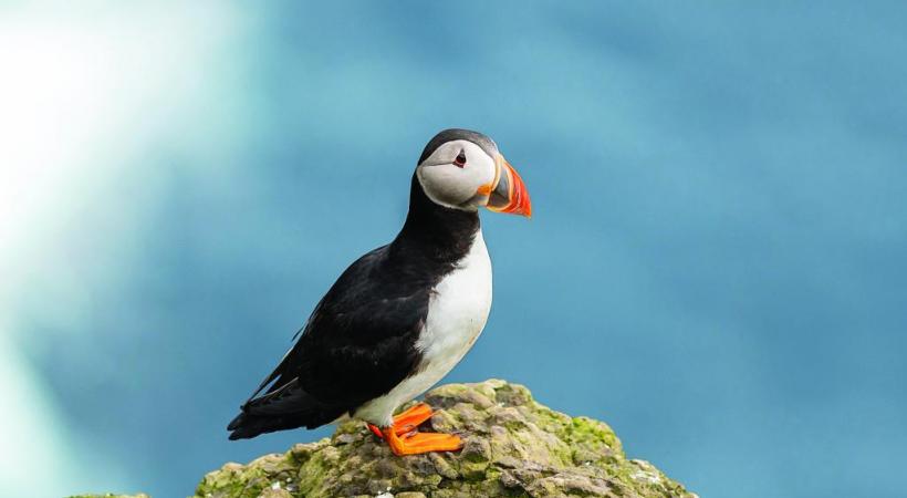 Sur l’île de Mykineshólmu, un phare marque le point le plus occidental de l’archipel. 123RF